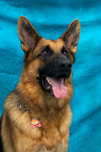 ジャーマン ・ シェパード犬の肖像画 - 写真・画像