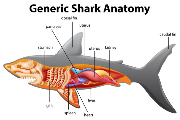 Gráfico genérico de anatomía de tiburón
 - Vector, imagen