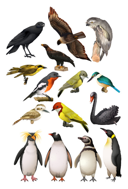 διαφορετικά είδη πουλιών - Διάνυσμα, εικόνα