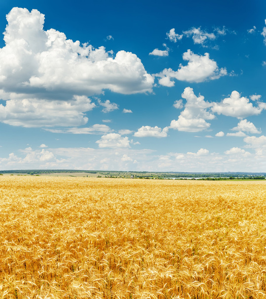 campo de agricultura com colheita dourada e nuvens no céu azul - Foto, Imagem