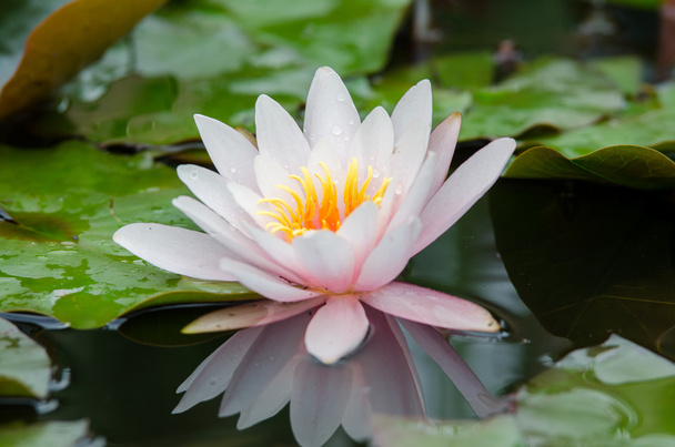 Single lotus flower - Fotó, kép