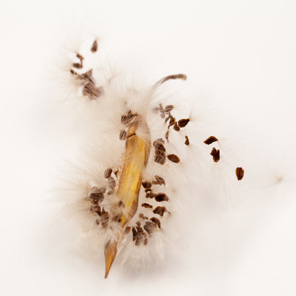 Composición abstracta con semillas de plantas secas
 - Foto, Imagen