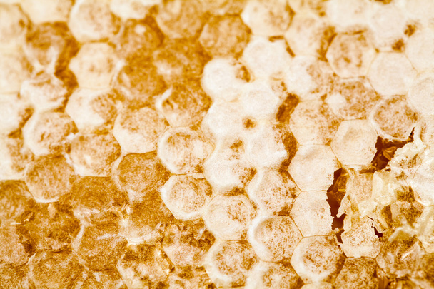 Honeycomb filled with honey - Valokuva, kuva