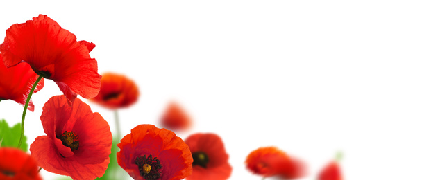 Fleurs de coquelicots rouges
 - Photo, image