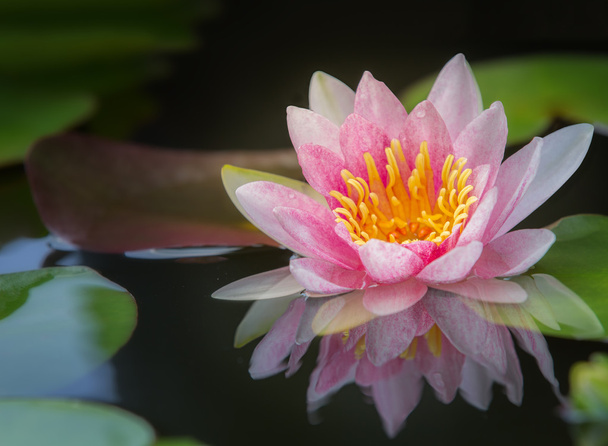 beautiful waterlily - Фото, изображение