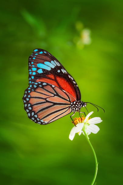 Blauwe vlinder - Foto, afbeelding