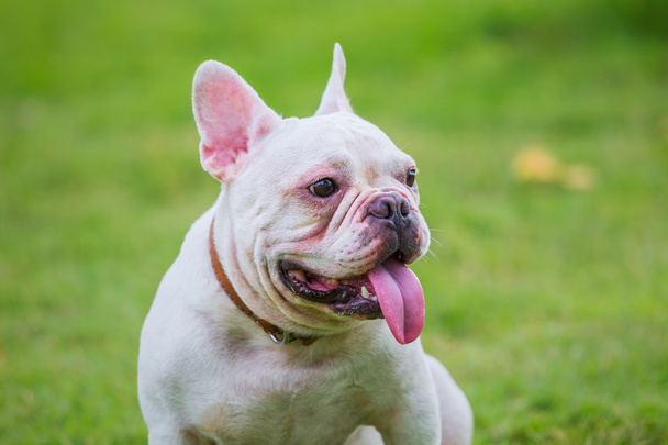 Bulldog francese Ritratto maschile
 - Foto, immagini