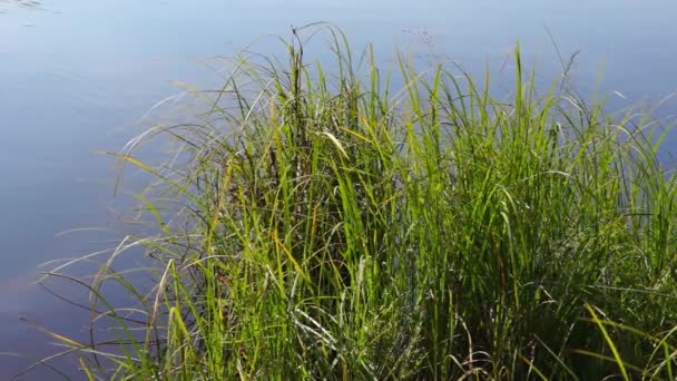 Rzeka trawa roślin w słoneczny dzień lata - Materiał filmowy, wideo