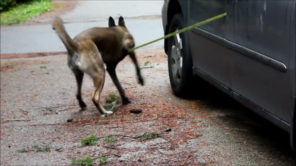 koira kamppailee, kun sidottu autoon
 - Materiaali, video