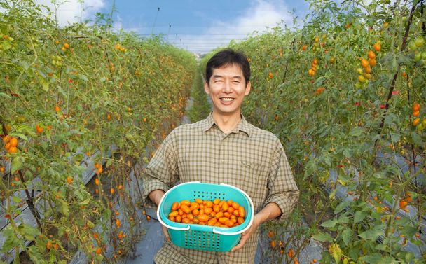 Mediana edad feliz asiático agricultor holding tomate en su granja
 - Foto, Imagen