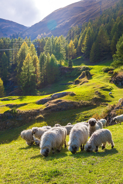 Valais blacknose sheep in  Alps - Fotoğraf, Görsel