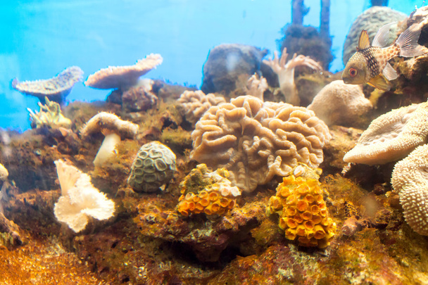 моря anemone
 - Фото, зображення