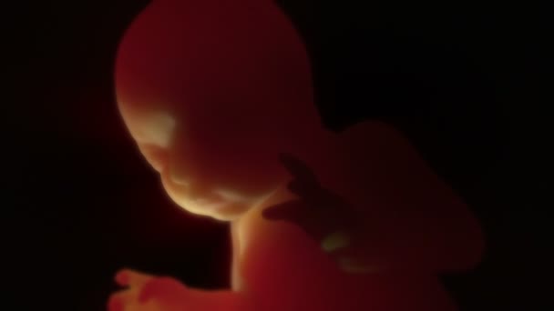 ungeborenes Baby im Mutterleib 3d hd animation - Filmmaterial, Video