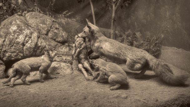 野生動物のシーン - 写真・画像