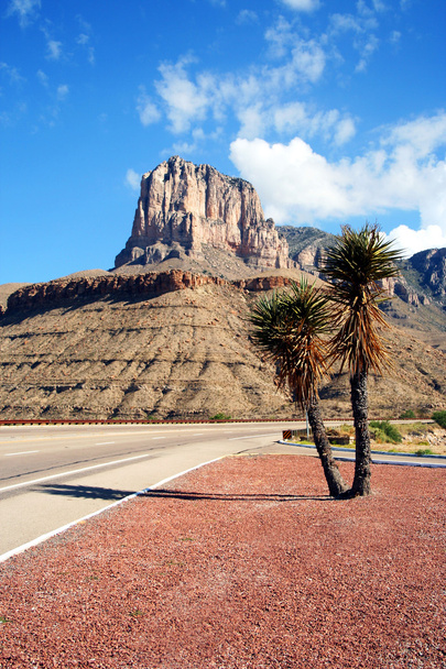 ένα yucca στο δρόμο να guadalupe βουνά του εθνικού πάρκου - Φωτογραφία, εικόνα