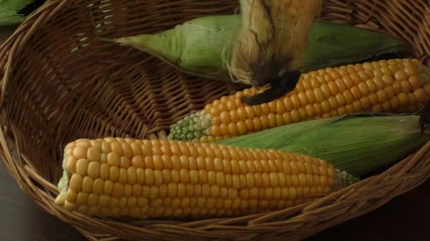 Alacsony hozama kukorica termés miatt az aszály - Felvétel, videó