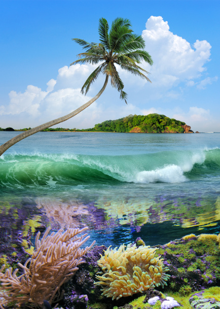 Πανέμορφο νησί με φοίνικες - Φωτογραφία, εικόνα