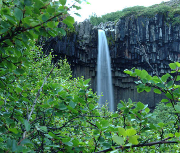 Cataratas Svartifoss detrás de arbustos en Islandia
 - Foto, imagen