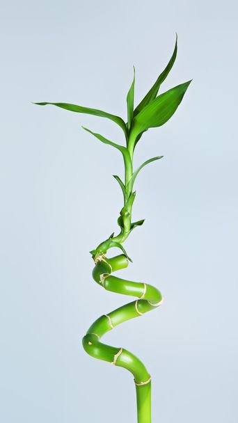 Bamboo Sprout - Fotoğraf, Görsel