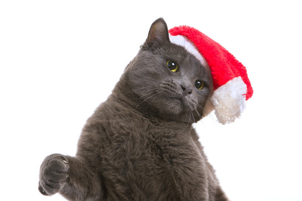 Christmas Cat - Gray Cat Santa, Christmas Pet with Santa Claus H - Fotografie, Obrázek