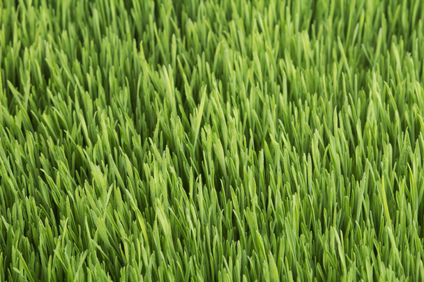 Nahaufnahme junger Weizen - Foto, Bild