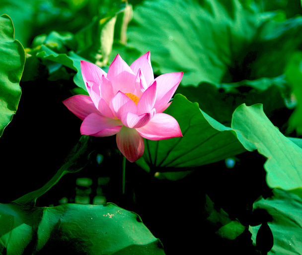 Flor de lótus linda
 - Foto, Imagem