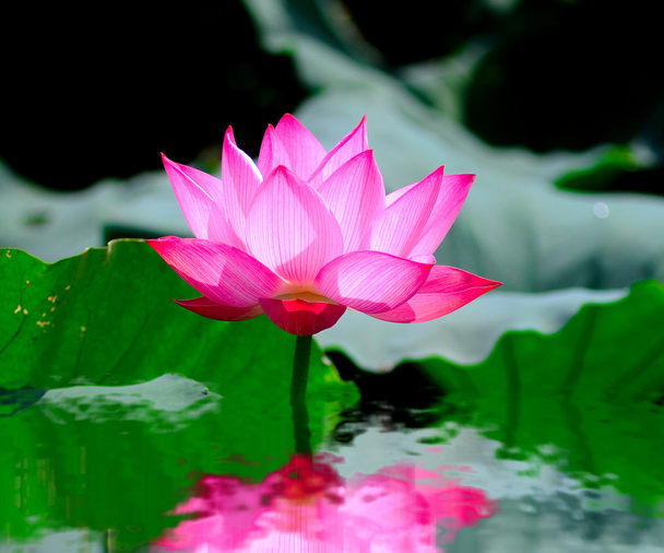 Kwiat lotosu Beautyful - Zdjęcie, obraz