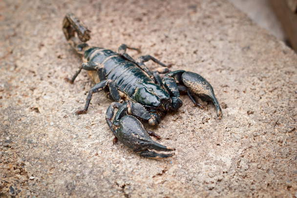 Emporer Scorpion (Pandinus imperator) - Photo, Image