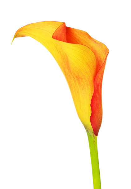 Orange Calla Lily - Photo, Image