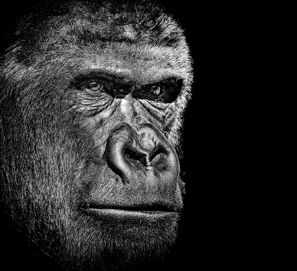 Gorillan muotokuva
 - Valokuva, kuva
