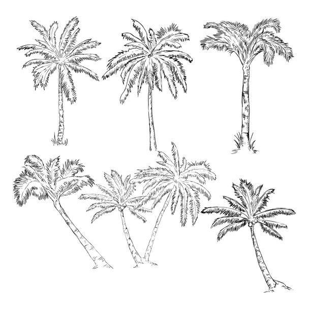 Set of Sketch Palm Trees - Vector, Image