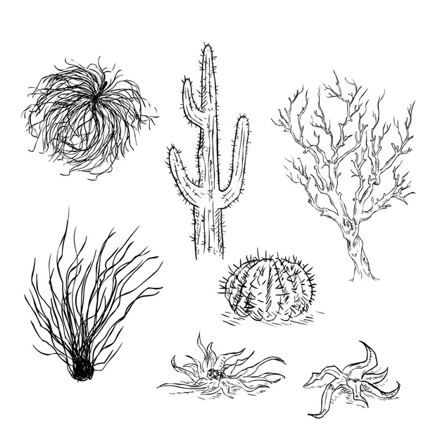 Zestaw szkic kaktusów i roślin pustyni - Wektor, obraz