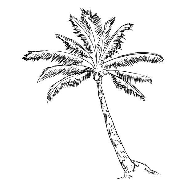 Vázlat pálmafa - Vektor, kép