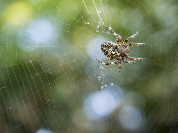 Spinnenweb - Foto, afbeelding