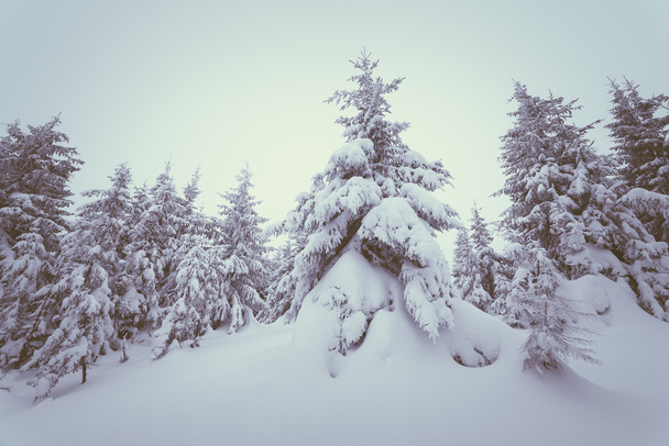 Tannenwald unter Schnee - Foto, Bild