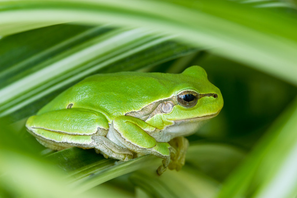 Зелений жабеня
 - Фото, зображення