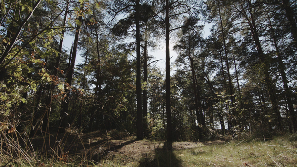 die Sonnenstrahlen durchbrechen die Bäume - Filmmaterial, Video