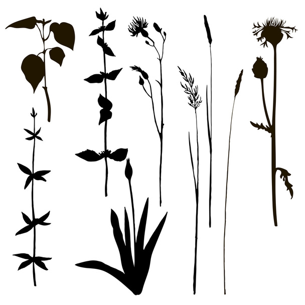 silhouettes of herbs and flowers - Vektori, kuva