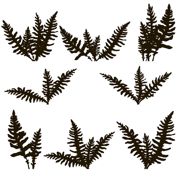 Набор чернил для рисования листьев папоротника
 - Вектор,изображение
