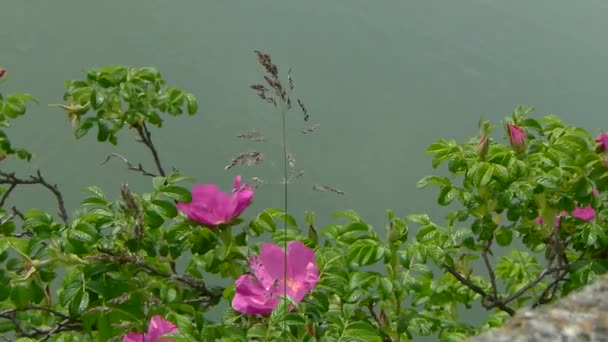 Kwitnący dziki krzew róży na tle rzeki. - Materiał filmowy, wideo