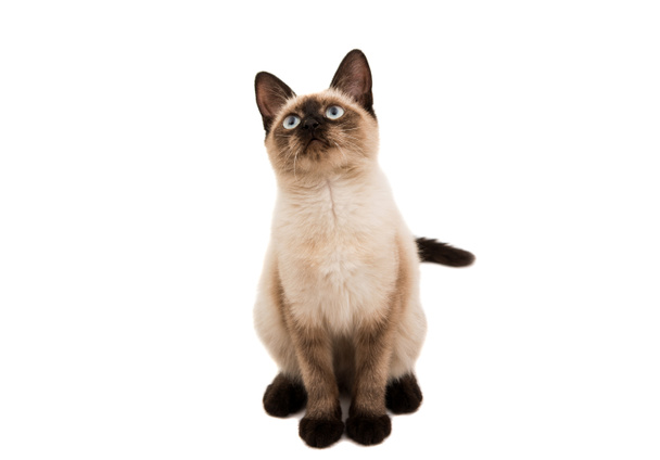 gato siamés aislado - Foto, afbeelding