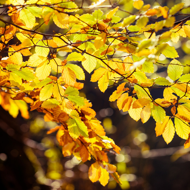 Bright autumn leaves - Foto, Imagem