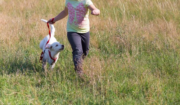 Rennen mit kleinem Hund - Foto, Bild