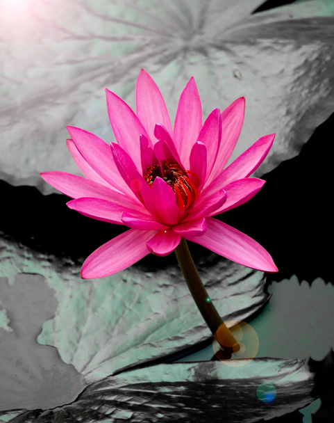 flor de lirio de agua
 - Foto, imagen