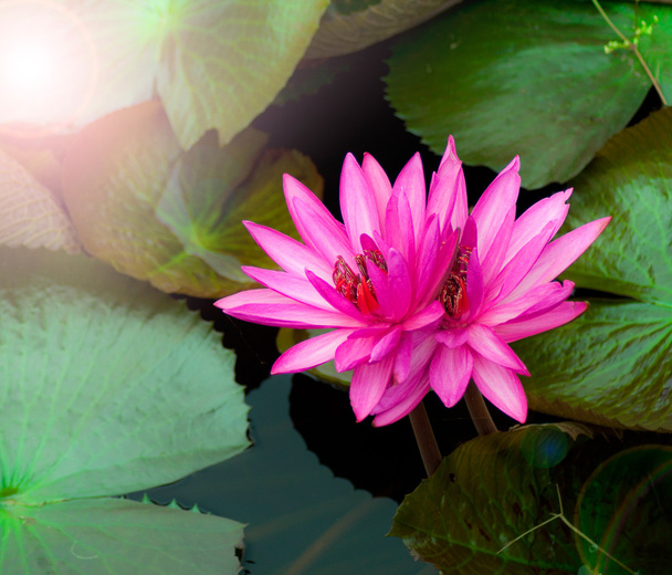 flor de lirio de agua
 - Foto, imagen
