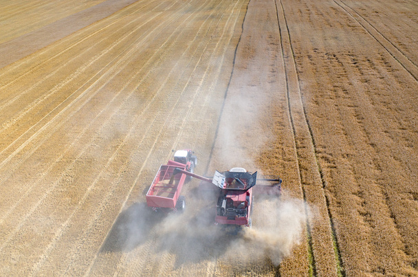 Llenar el camión con semillas de trigo
 - Foto, Imagen