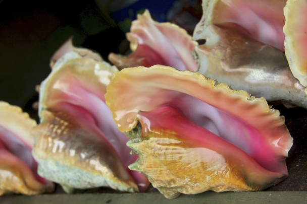 Concha conchas do mar alinhados
 - Foto, Imagem