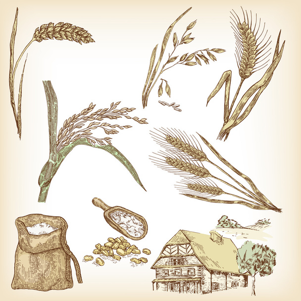 Σιτάρι, σίκαλη, βρώμη, κριθάρι, ρύζι, σπίτι αγρόκτημα. Διάνυσμα - Διάνυσμα, εικόνα
