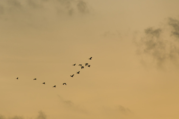 Миграция птиц
 - Фото, изображение