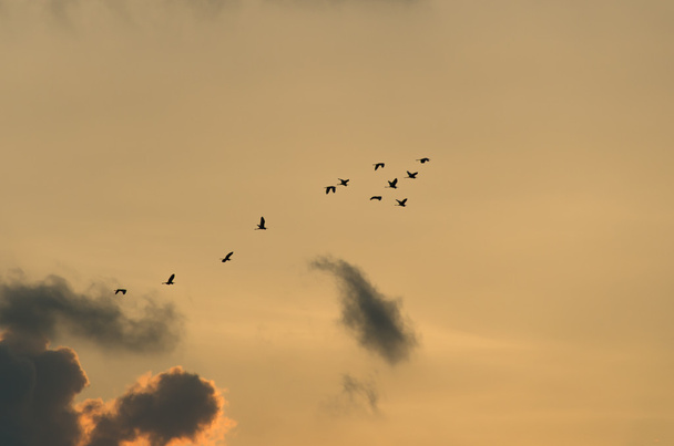 Migrazione degli uccelli
 - Foto, immagini